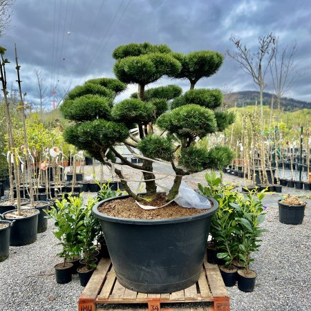 Borovica horská (Pinus mugo) ´GNOM´, výška 150+ cm, kont. C500L - BONSAJ - VZÁCNY A JEDINEČNÝ EXEMPLÁR